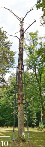 10) Der Würzburger Baumtorso mit dem fertiggestellten Upcycling-Carbon-Exoskelett.