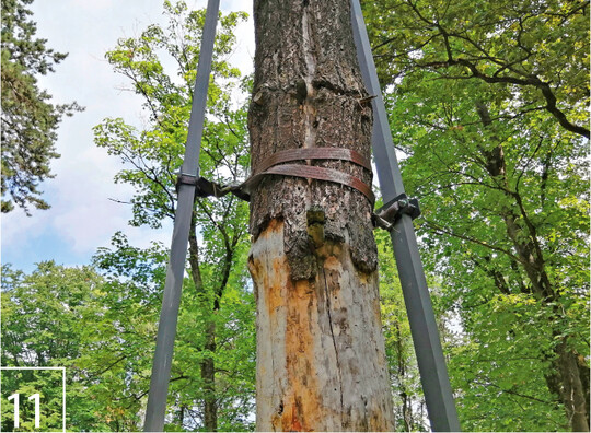 11) ber Baumgurte sind die Carbonstbe an zwei Stellen jeweils mit dem Stamm verbunden.