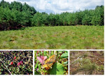 <strong>Abb. 7: </strong>Restaurierte Fläche im „Großen Rahmannsmoor" (großes Bild) und typische Arten (Moosbeere, Hochmoorscheckenfalter, Wollgrasbulten – kleine Bilder). Restored area in the bog „Großes Rahmannsmoor" (large picture) and typical species (small pictures: Cranberry, Cranberry Fritillary, mounts of Cotton Grass).