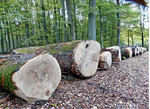 <strong>Abb. 3: </strong> In Wirtschaftswäldern werden Eichen zwar gepflegt, aber nicht geschützt. Ein hohes Alter können sie nur in Naturwäldern erreichen. © NABU/Mark Harthun In cultivated forests oak trees are maintained but they are not protected. Only within natural forests they can become really old.