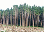 <strong>Abb. 4: </strong>Fichtenwälder im Vogelsberg. Ein Klimaschutzgutachten für das BMEL (2016b) empfiehlt den Anbau von bis zu 70 % Nadelholz, auch stärker mit nicht-heimischen Arten wie Douglasie, Küstentanne und Schwarzkiefer. © NABU/Berthold Langenhorst Spruce forests in the mountains of the Vogelsberg. The climate report for a German ministry recommends a share of up to 70% of conifers, and additionally suggests non-native species like Douglas fir, Giant fir and Austrian pine.