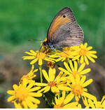 Von den heimischen Kreuzkräutern ernähren sich mehr als 90 Kleinlebewesen, im Bild ein Ochsenauge auf einem Jakobs-Kreuzkraut. © DVL