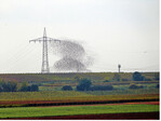 <strong>Abb. 5: </strong>Starenschwarm vor einer Hochspannungsfreileitung. © Philipp Kues, 2014 Flock of starlings in front of a high-tension overhead line.