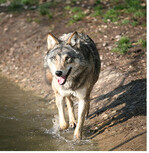 Die Mehrheit der deutschen Bevölkerung steht der Rückkehr der Wölfe positiv gegenüber.