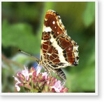 Tagfalter sind eine der Artengruppen, die im Forschungsvorhaben untersucht werden.