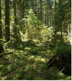 Abb. 3: Auch fichtengeprägte, relativ dichte Moorwälder wie dieser im Bayerischen Wald können Vorkommen des nach FFH-Richtlinie prioritären Hochmoorlaufkäfers sein. © S. Müller-Kroehling