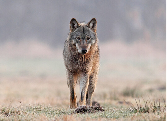 <strong>Abb.1: </strong>Die Rckkehr des Wolfs in die Kulturlandschaft ist auch ein soziologisches Problem. ©NABU/M. Hamann