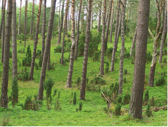 Abb.1: Wacholderbsche als Zeugen ehemaliger Beweidung in einer Kiefernaufforstung der Gottesheide in Nordostdeutschland. ©S. Zerbe, Juni 2006