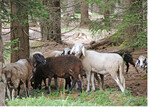 Abb. 3: Waldweide mit Schafen im Naturpark Trudner Horn. © A. Bergmann, August 2016