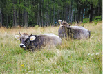 Abb. 4: Südtiroler Grauvieh als potenzielle Waldweidetiere im Naturpark Trudner Horn. © A. Bergmann, August 2016
