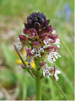 Zierlich und kokett so beschreibt Jürgen Feder das Brand-Knabenkraut (Orchis ustulata).