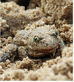 5 Die ausgesetzte Knoblauchkröte gräbt sich erst einmal ein.