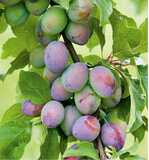 Obstgehölze reagieren auf Trockenstress oft mit frühzeitigem Abwerfen der Früchte.