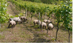 Abb. 1: Suffolk-Schafe in einem Steillagenweinberg mit Umkehrerziehung (hier: Draht bei 170–180 cm, Traubenzone bei 140–190 cm).