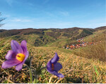 Abb. 7: Weingärten liegen nicht selten in Fokusräumen des Naturschutzes – hier in der reich strukturierten Kulturlandschaft des Kaiserstuhls. Im Vordergrund Küchenschellen (Pulsatilla vulgaris ).