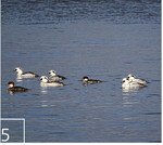 5 Die Rastbestände des Zwergsägers werden im Wasservogelmonitoring dokumentiert.