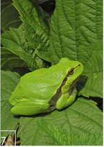 7 Der Laubfrosch war im Gebiet ausgestorben. Heute gibt es wieder 8.500 rufende Männchen.
