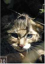 10 Die ÖSSM arbeitet auch im Wildkatzenmonitoring.