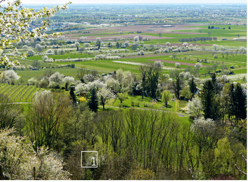 1 Zur Obstblte zeigt sich, wie vielfltig und kleinstrukturiert die Landschaft der Bergstrae ist. Hier der Blick vom Bltenweg bei Leutershausen.