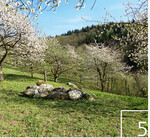 5 Streuobstwiese bei Hemsbach nach Entbuschung und Wiederaufnahme der Pflege