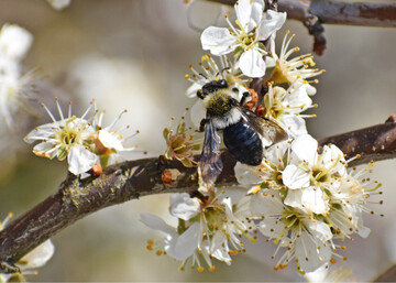 Mehr als ein Viertel der Insekten-Arten sind bestandsgefhrdet.