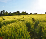 Agrarandschaft in Baden-Württemberg