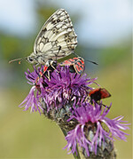 Insektenvielfalt auf einer mageren Weidefläche
