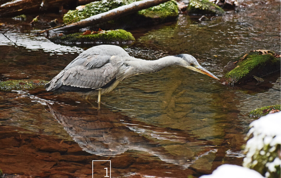 Der Graureiher war der erste
regionale Vogel des Jahres in
Baden-Württemberg.
