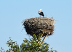 Der Weißstorch wurde 1984
und 1994 zum Vogel des Jahres
gekürt.