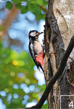 Der Buntspecht machte 1997
auf die Bedeutung von alten
Bäumen aufmerksam.