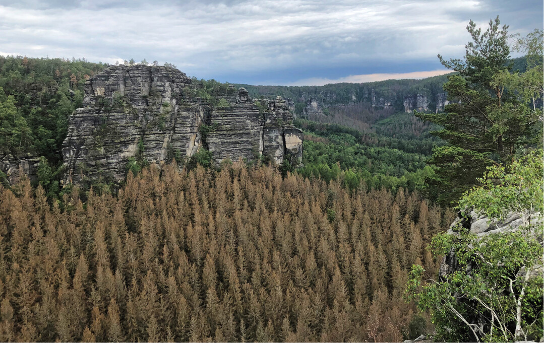  Der Klimawandel hat enorme Auswirkungen, auch auf den Wald, wie diese toten Fichtenbestnde in der Schsischen Schweiz zeigen. 