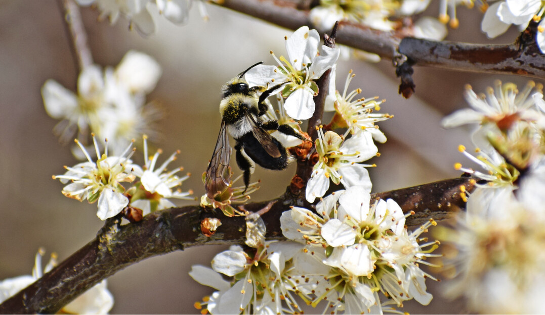  Abb. 3: Mit Gehlzstrukturen durchsetzte Offenlandschaften bieten vielfltige Nistgelegenheiten und Nahrungshabitate fr Wildbienen. 