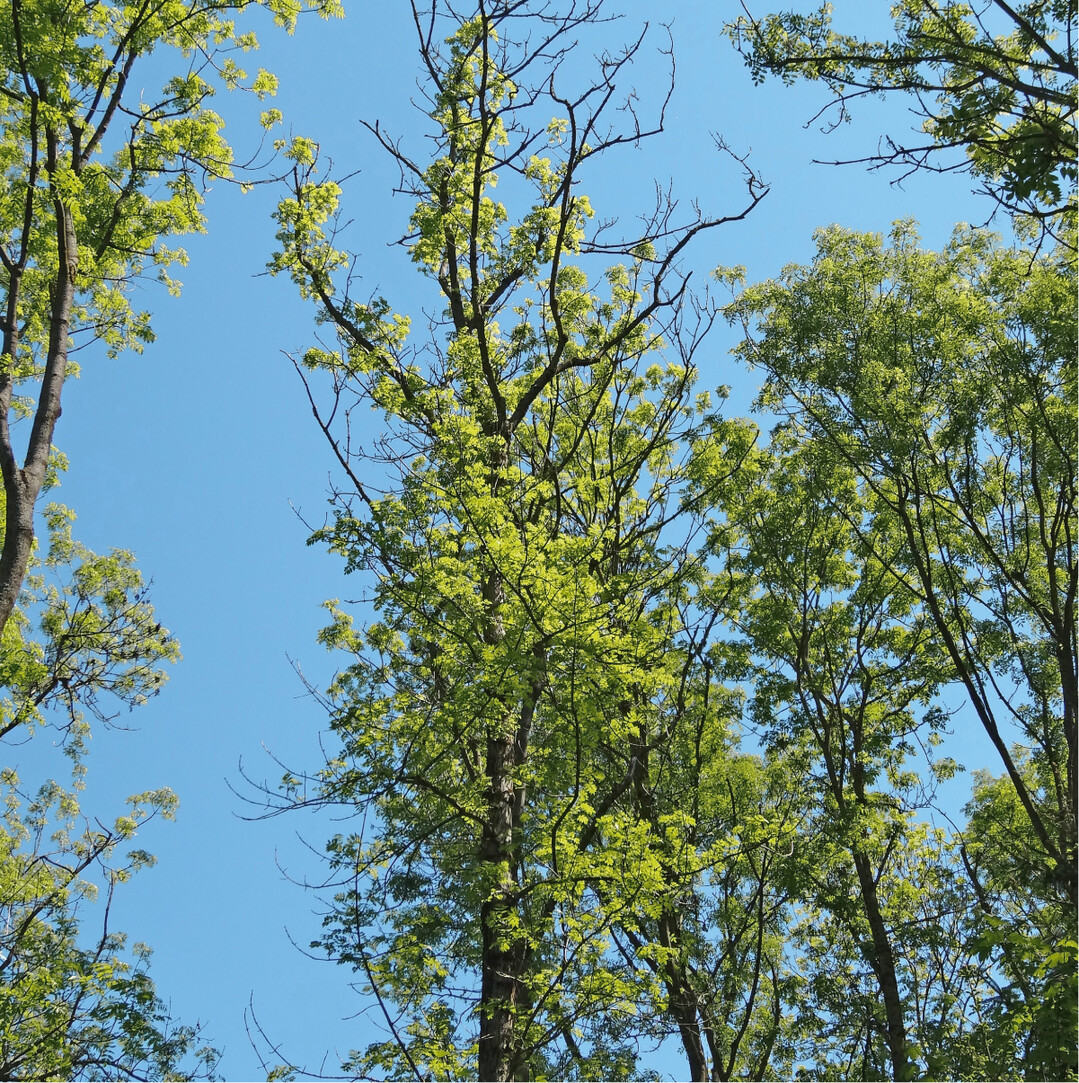 Vom Eschentriebsterben befallene Kronen von Fraxinus excelsior