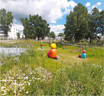 5 Je größer die Fläche, desto mehr Platz ist für Natur: Hier blüht eine Wildblumenwiese im Rückhaltebecken der SAGA Unternehmensgruppe. Sie setzt die künstlerischen Akzente ins richtige Licht.