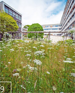 9 Im Innenhof der Unternehmensgruppe lockt eine Wildblumenwiese Insekten an.