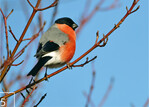 5 Gimpel/Dompfaff (Pyrrhula pyrrhula) an der Kirchhorster Straße, Hannover