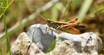 7 Brauner Grashüpfer (Chorthippus brunneus) – Sonnenbad am Struthofs Kamp, Hannover
