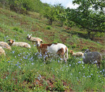 Schafherde auf Magerrasen