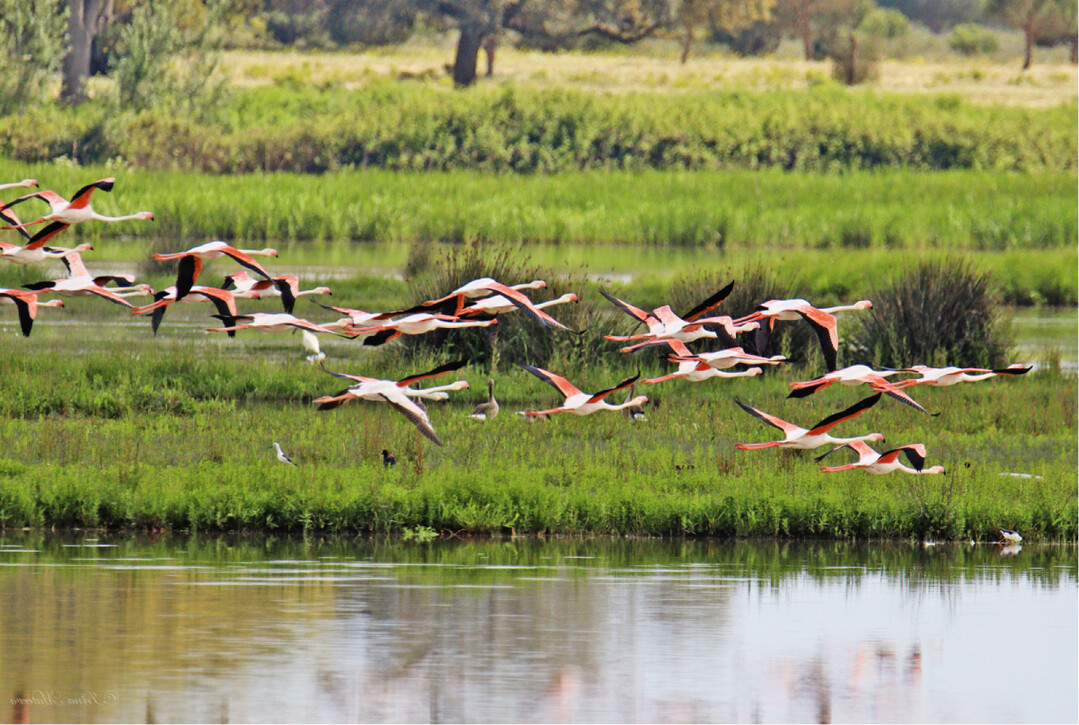 Flamingos im Doñana-Nationalpark