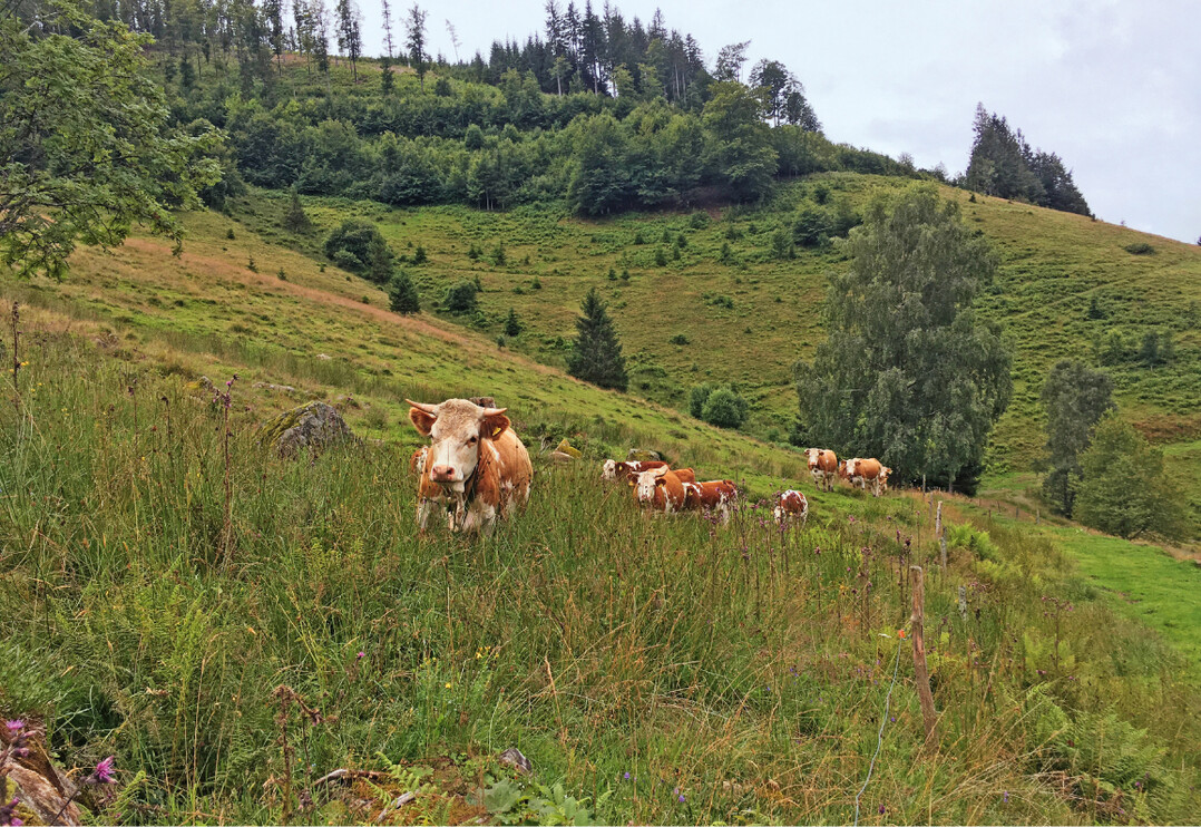 Hinterwlder Rinder auf einer Allmendweide im FFH-Gebiet Belchen, Gemeinde Wieden