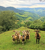 Ziegen auf einer Allmendweide im FFH-Gebiet Gletscherkessel Präg und Weidfelder im Oberen Wiesental, Gemeinde Tunau