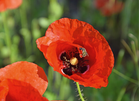 Ackerwildkruter frdern Wildbienenvielfalt.