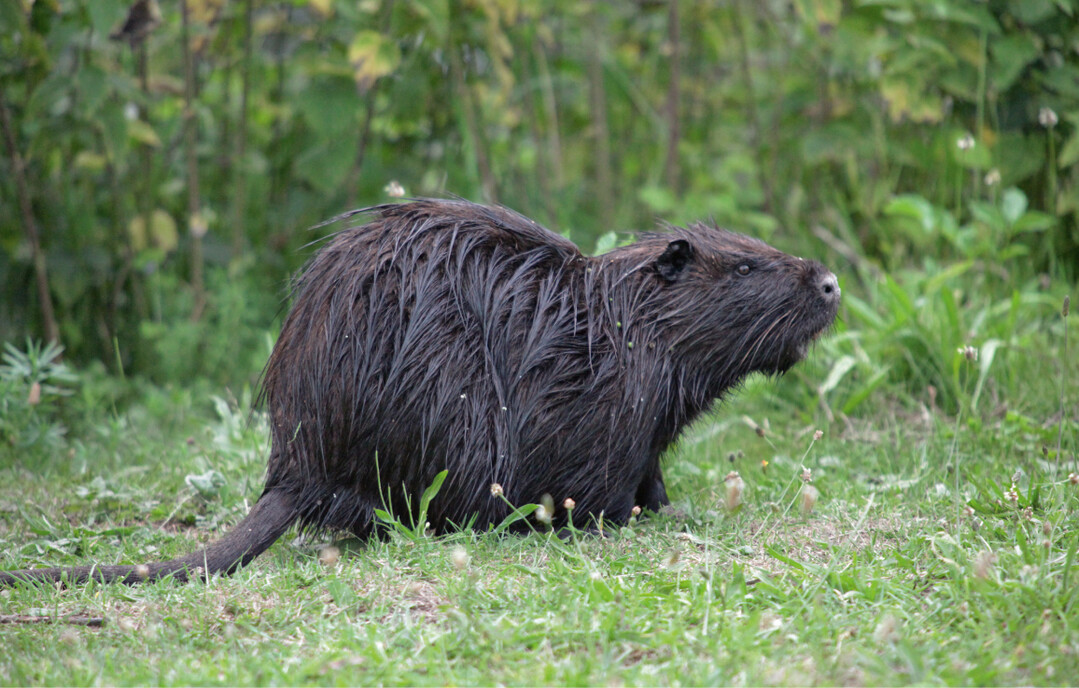 Die Nutria stammt aus Sdamerika und wurde ursprnglich zur Fellproduktion bei uns eingefhrt. Heute gilt sie als eine der weltweit 100 problematischsten invasiven Arten.