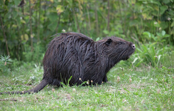 Die Nutria stammt aus Sdamerika und wurde ursprnglich zur Fellproduktion bei uns eingefhrt. Heute gilt sie als eine der weltweit 100 problematischsten invasiven Arten.