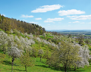 Streuobstwiese am Schnbuchtrauf im Kreis Bblingen