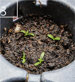 3 Stadium sechs Wochen nach Keimung: Vier-Blatt-Stadium