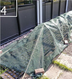 4 Die Jungpflanzen sollten an den ersten sonnigen Tagen noch schattiert werden.