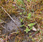 9 Austrieb der Arnika-Jungpflanzen im Frühjahr