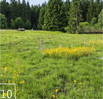 10 Gepflanzte und gesäte Arnika blühen im Schutzzaun am Mecklenbruch (Juni 2017)