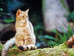 Wildkatze